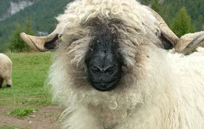 Una oveja llamada Dolly - línea de tiempo