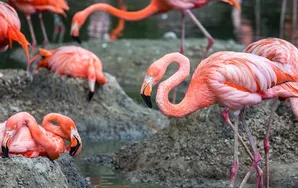 ¡Qué patas!