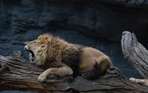 ¡Qué dientes!