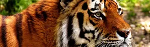 Tío Tigre y Tío Conejo