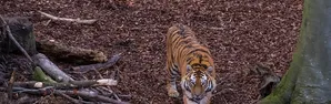 Uncle Tiger and Uncle Rabbit