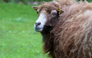 A Sheep Named Dolly