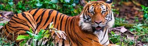 Tío Tigre y Tío Conejo