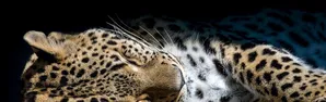 Tío Tigre y Tío Conejo