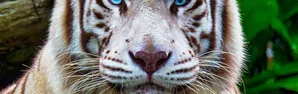 Tío Tigre y Tío Conejo