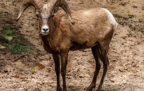 A Sheep Named Dolly