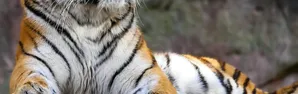 Tío Tigre y Tío Conejo