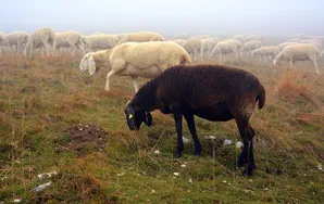A Sheep Named Dolly - timeline